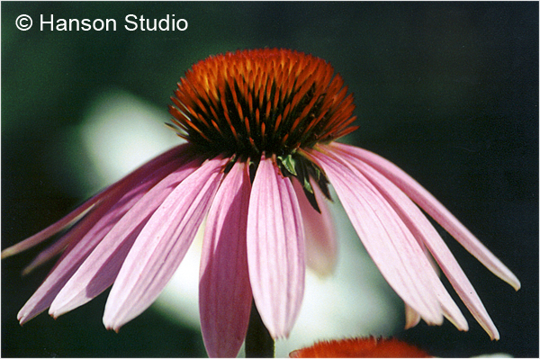 Aunt Ann's Cone Flower